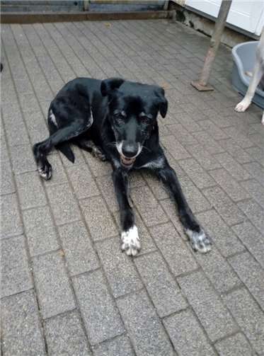 Holdie mag es gerne gemütlich. Foto: privat