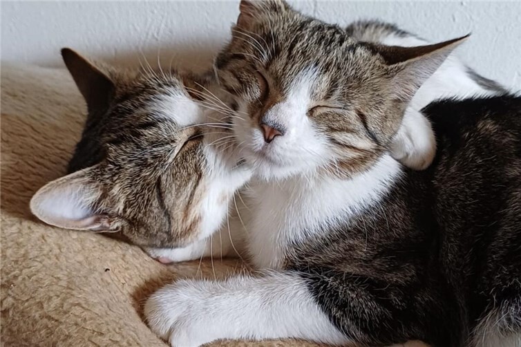 Holly und Chili sind unzertrennlich