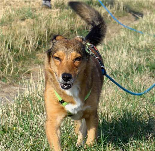 Honey sucht eine neue Familie.privat