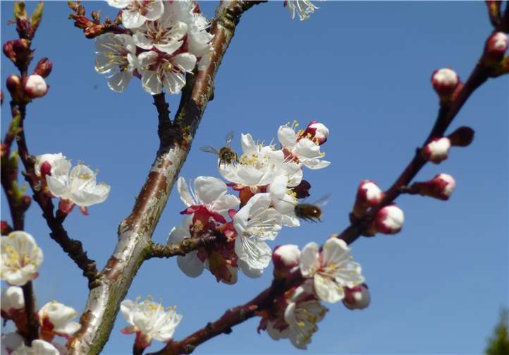 Honig ist ein regionales Produkt, das man vom Imker nebenan beziehen kann.