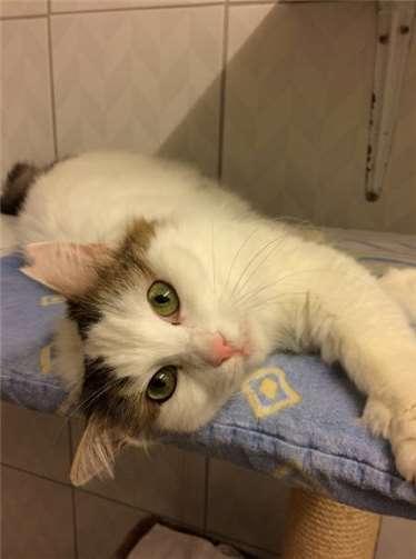 Hook ist ein echter Kater, der zwar verschmust ist, aber seine Freiheiten liebt. privat