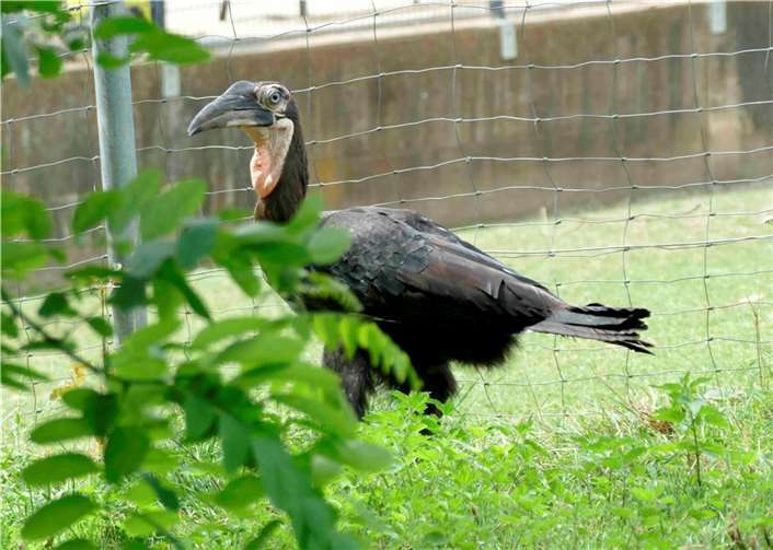 Hornrabe Buck.  Foto:Franziska Waked