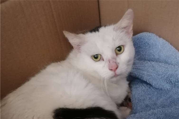 Horst-Udo, der Fundkater aus Kirchwald ist im Tierheim Mayen. Foto: privat