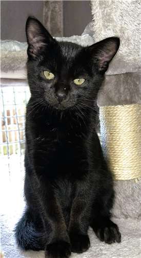 Houdini. Foto: Tierheim u. Tierschutzverein Kreis Ahrweiler e.V. , Claus Krah