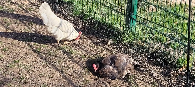 Hühnerbesuch begeistert Kita-Kinder.