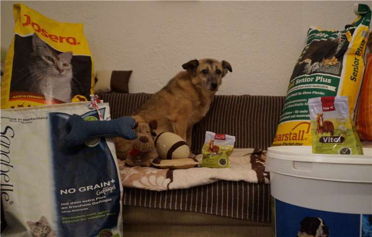 Hündchen Dragutza bedankt sich stellvertretend für alle Bewohner des Hofes herzlich für die Spenden. -SOT-