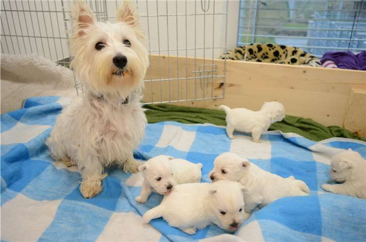 Das traurige Geheimnis von „Anneliese“ und ihren Babys Hündin „Anneliese“ und ihre Welpen haben im Koblenzer Tierheim Quartier bezogen. Fotos: CF