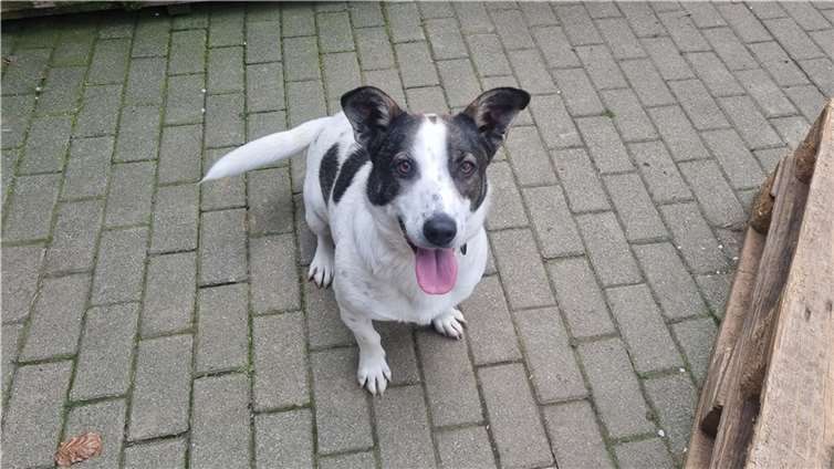 Hündin Bala. Fotos: Tierheim Ransbach-Baumbach