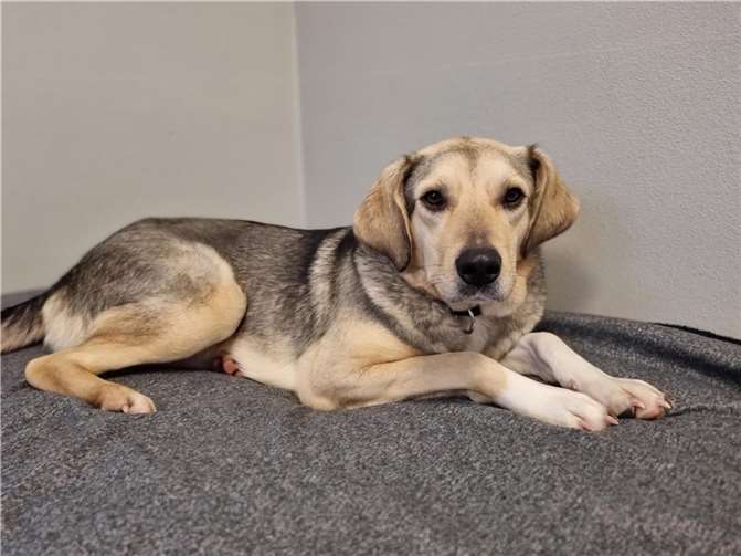 Hündin „Barzana“ aus dem Tierheim in Mayen.  Foto: Sybill Limbach