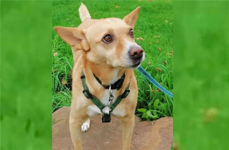 Hündin Bella hofft auf ein neues Zuhause.  Foto: Tierschutz Siebengebirge