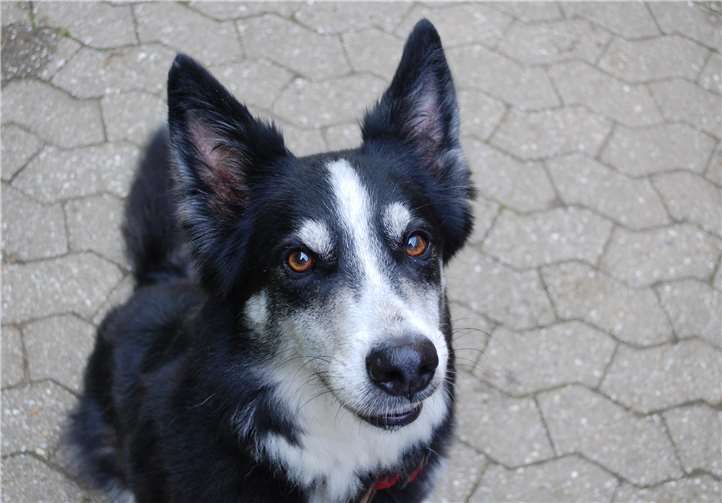 Hündin Bienchen.privat