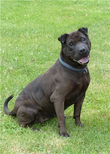 Hündin Bonny. privat