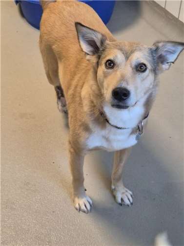 Hündin Brave.Foto: Tierschutz Siebengebirge, Antje Firmenich
