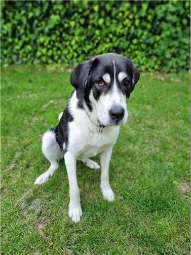 Hündin Eloise möchte gerne bei Kennern und Liebhabern großer Rassen ein Zuhause finden. Foto: Sybill Limbach