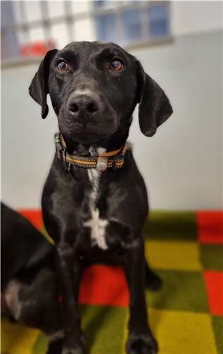 Hündin Hexe.  Foto: privat