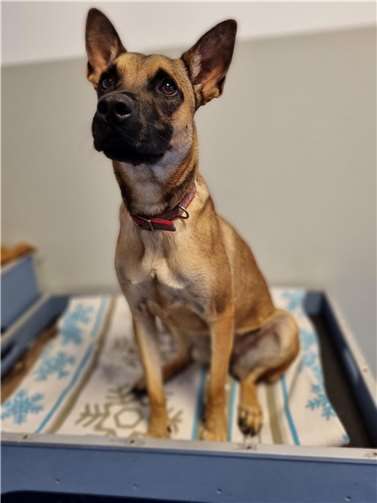 Hündin Lucy aus dem Tierheim in Mayen.  Foto: privat