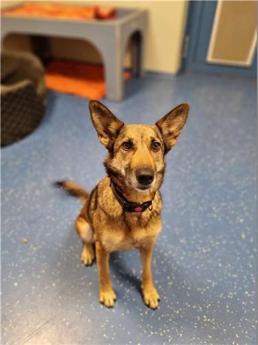 Hündin Luna aus dem Tierheim in Mayen.  Foto: Sybill Limbach