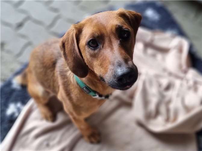 Hündin Mimi wartet im Mayener Tierheim auf ihre Chance.  Foto: Sybill Limbach