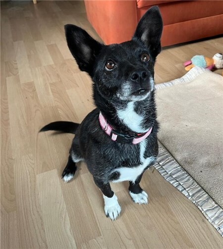 Hündin Paula.Foto: Antje Firmenich