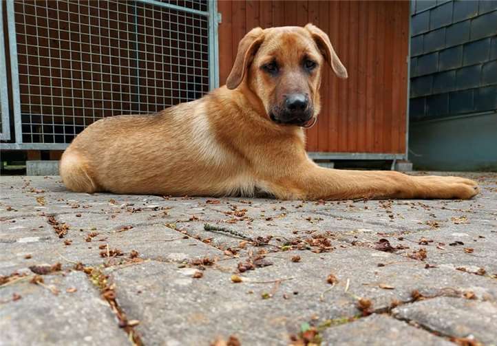 Hündin Samantha aus dem Tierheim in Mayen. Foto: privat