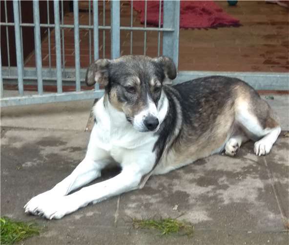 Hündin Sweety B aus dem Tierheim in Remagen sucht ein neues zuhause. Foto: privat