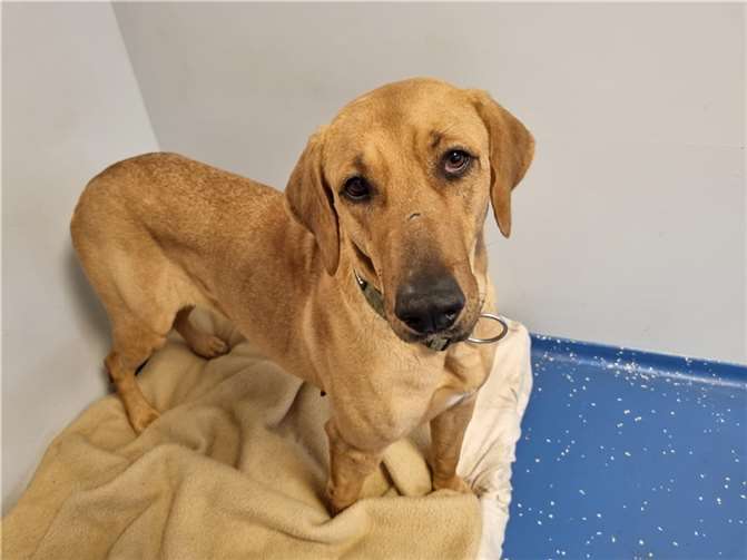 Hündin Verbena wartet im Tierheim Mayen auf eine neue Familie. Foto: Sybill Limbach