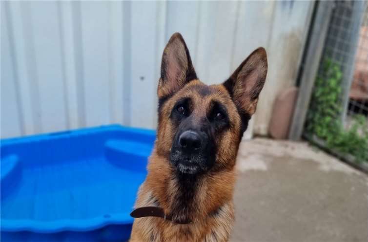 Hündin „Vita“ ist erst drei Jahre alt.  Foto: privat