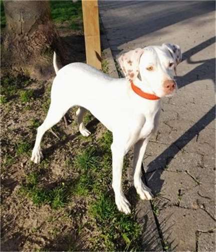 Hündin Wendy sucht ein neues Zuhause.  Foto: privat