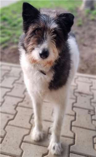 Hündin Wilma aus dem Tierheim in Mayen.  Foto: Sybill Limbach