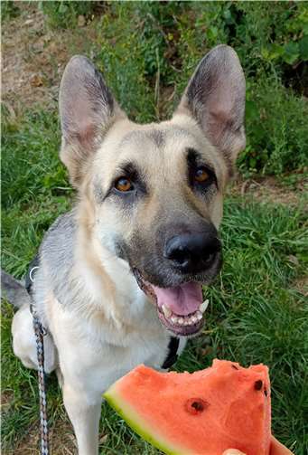 Hündin Wilma freut sich über ein Stück Wassermelone.