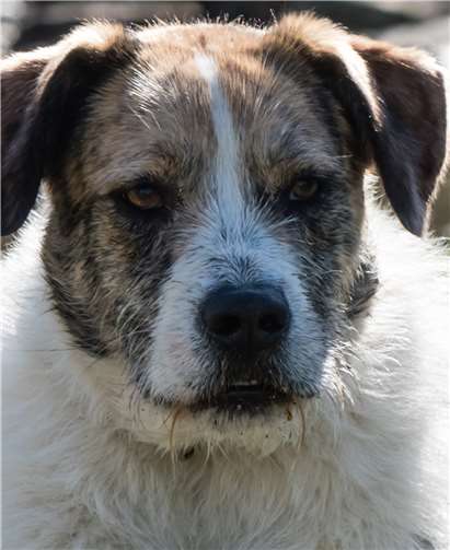 Hündin namens Lisa.privat