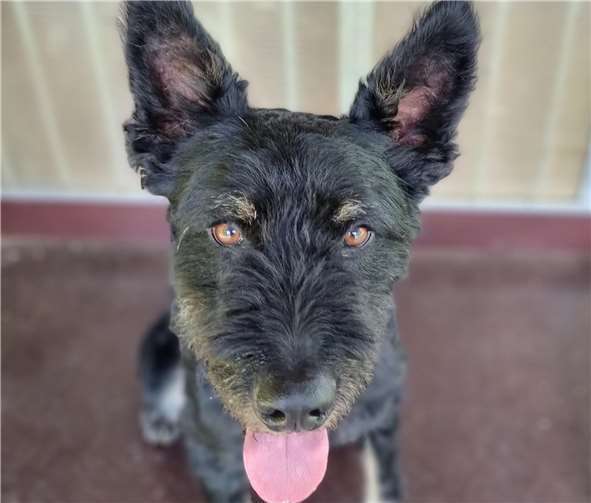 Hütehund Tommy wartet im Tierheim in Mayen auf neue Herrchen.  Foto: privat