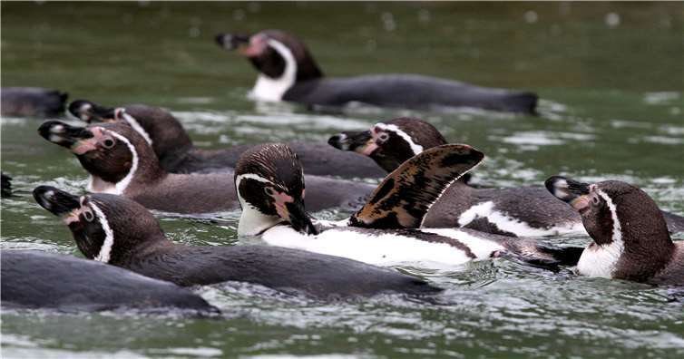 Humboldtpinguine brauchen Hilfe.privat