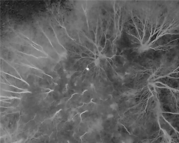 Hund Amy wurde per Wärmebildkamera gesichtet.  Foto:privat