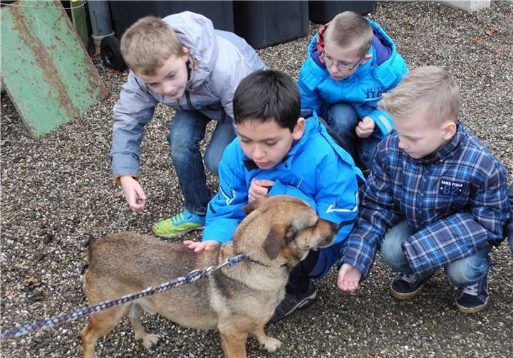 Hund Bobby holte sich gerne Streicheleinheiten von den Kindern. privat