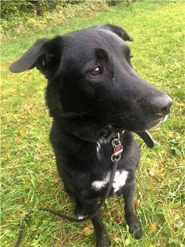 Hund Lenny.Fotos: privat