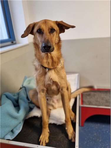 Hund Nino aus dem Tierheim in Mayen.  Foto: Sybill Limbach