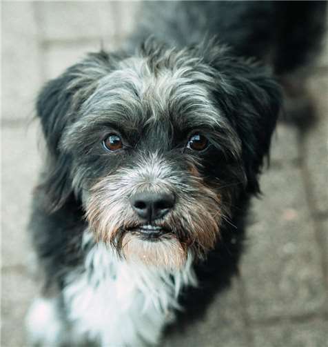 Hund Puckie. Fotos: Nathalie Neuhaus