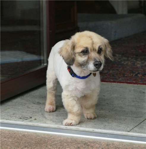 Hund Strolch ist ein absoluter Schatz! Foto: Tierschutz Siebengebirge Elke Trapp
