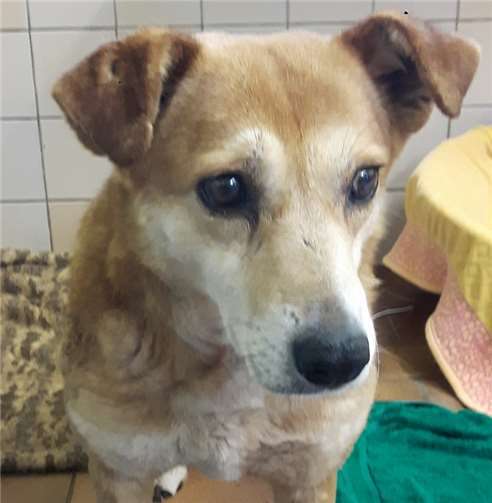 Hunde-Omi Ileanor ist entlaufen. Um Mithilfe wird gebeten. privat