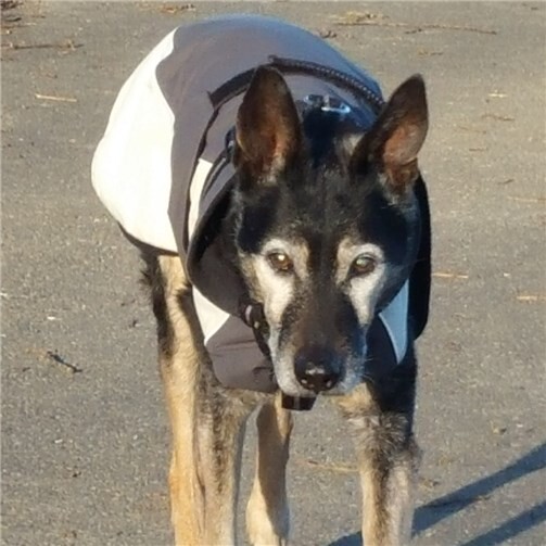 Hunde-Senior mit Mantel. TierschutzSiebengebirge: