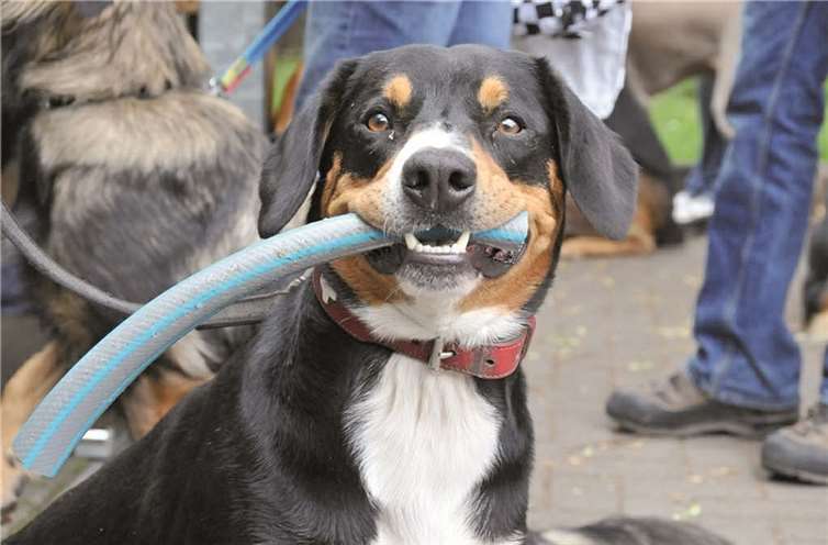 Hunde haben freien Eintritt - bitte gültigen Impfausweis mitbringen.  privat