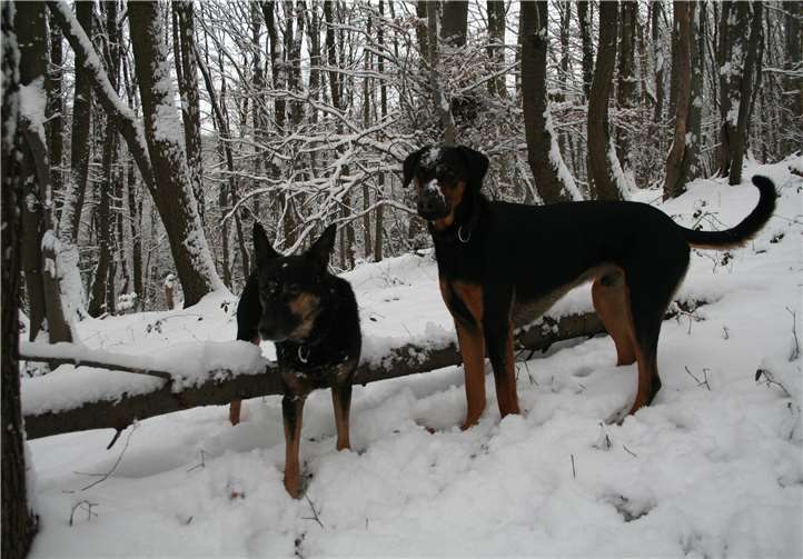 Hunde spielen gerne im Schnee. Foto: privat