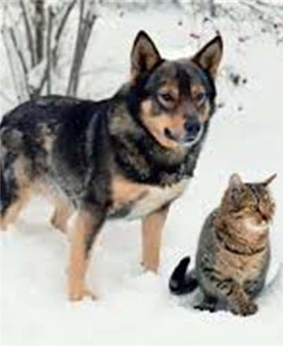 Hunde und Katzen entscheiden oft selbstständig, wie lange sie draußen bleiben möchten. privat