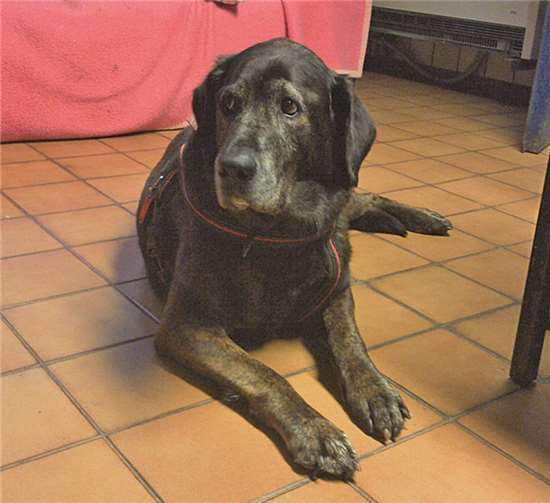 Hundedame Betty.privat