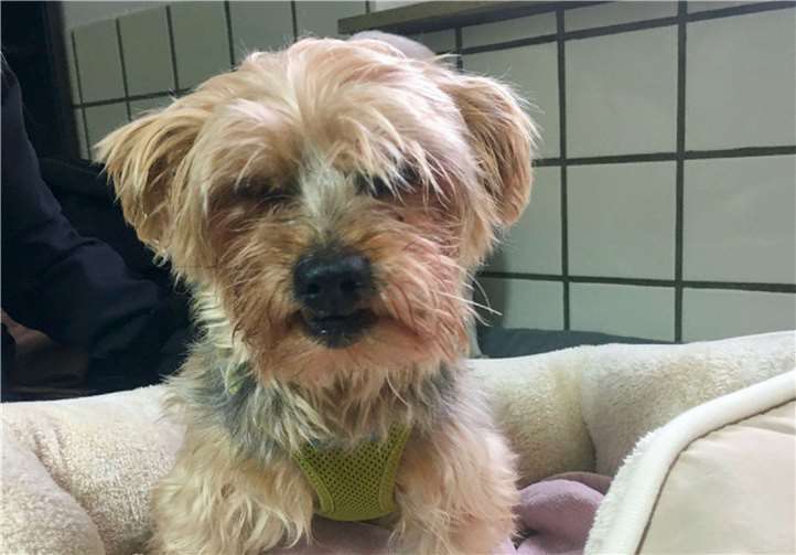 Hundedame Kiki sucht ein neues Zuhause. Foto: Tierheim u. Tierschutzverein Kreis Ahrweiler e.V.