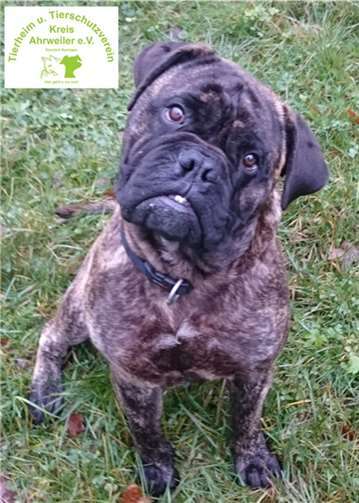 Hundedame Quenta hat ein freundliches und stets neugieriges Gemüt. privat