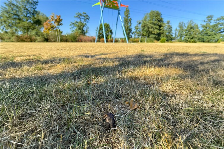 Hundekot auf einem Spielplatz in der Sinziger Kernstadt: Ortsvorsteher Reiner Friedsam appelliert an alle Hundebesitzer, das Hundeverbot auf Spielplätzen zu beachten und gemeinsam für Sicherheit und Sauberkeit zu sorgen.