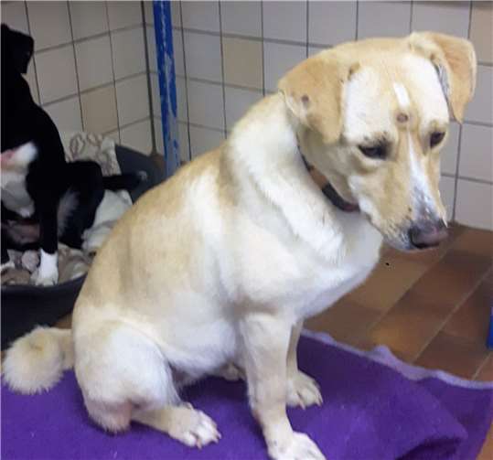 Hundemädchen Bamba. Tierheim u. Tierschutzverein Kreis Ahrweiler e.V.