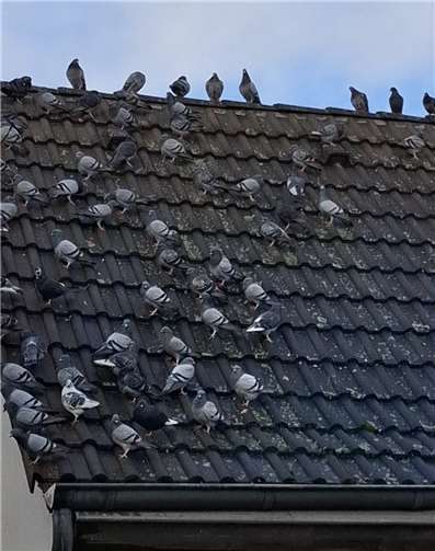 Hunderte Tauben warten regelmäßig auf die „Fütterungszeit“ in der Altstadt. Foto: privat